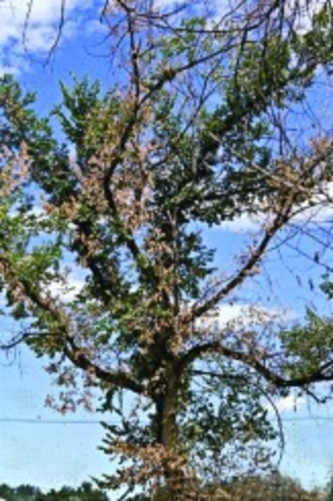 An American elm tree that has died  from the ravages of Dutch elm disease /USDA Forest Service